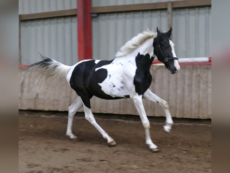 Weitere Warmblüter Wallach 3 Jahre 162 cm Schecke in Borgentreich