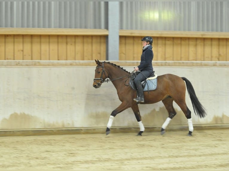 Weitere Warmblüter Wallach 3 Jahre 163 cm Brauner in Wellheim
