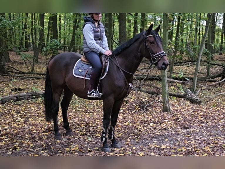 Weitere Warmblüter Wallach 3 Jahre 164 cm Dunkelbrauner in Braunschweig