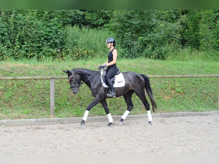 Weitere Warmblüter Wallach 3 Jahre 164 cm Rappschimmel in Wellheim