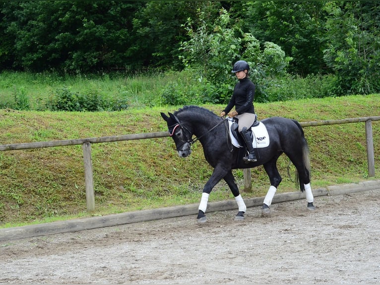 Weitere Warmblüter Wallach 3 Jahre 164 cm Rappschimmel in Wellheim