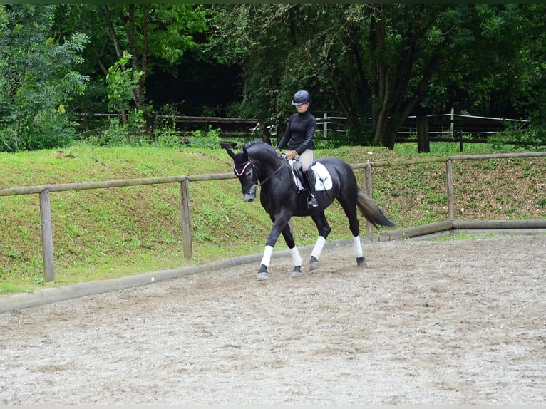 Weitere Warmblüter Wallach 3 Jahre 164 cm Rappschimmel in Wellheim