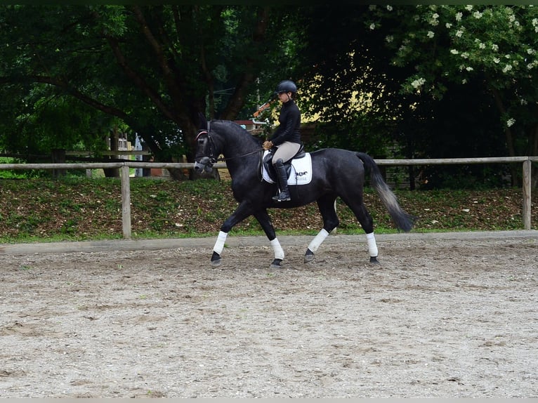Weitere Warmblüter Wallach 3 Jahre 164 cm Rappschimmel in Wellheim