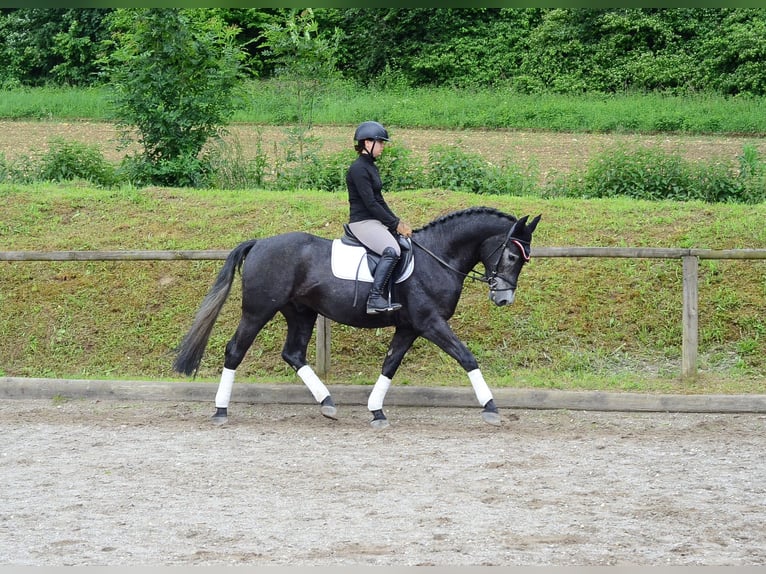 Weitere Warmblüter Wallach 3 Jahre 164 cm Rappschimmel in Wellheim