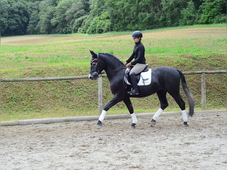 Weitere Warmblüter Wallach 3 Jahre 164 cm Rappschimmel in Wellheim