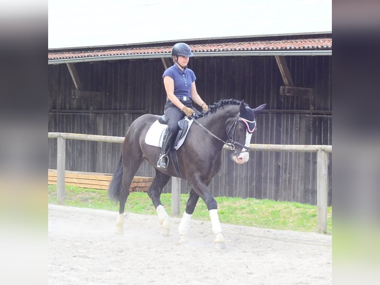 Weitere Warmblüter Wallach 3 Jahre 165 cm Rappe in Wellheim