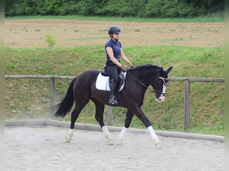 Weitere Warmblüter Wallach 3 Jahre 165 cm Rappe in Wellheim