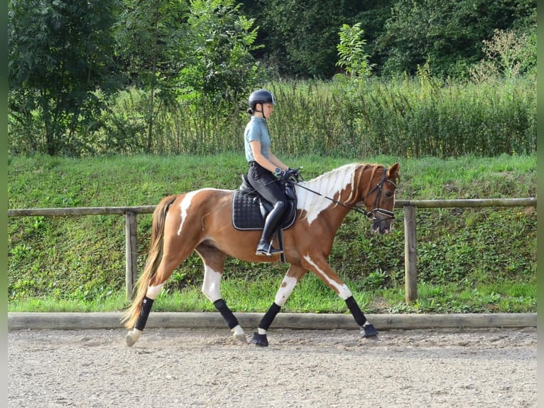 Weitere Warmblüter Wallach 3 Jahre 165 cm Schecke in Wellheim