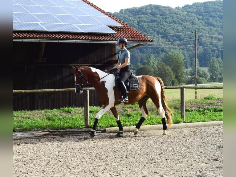 Weitere Warmblüter Wallach 3 Jahre 165 cm Schecke in Wellheim