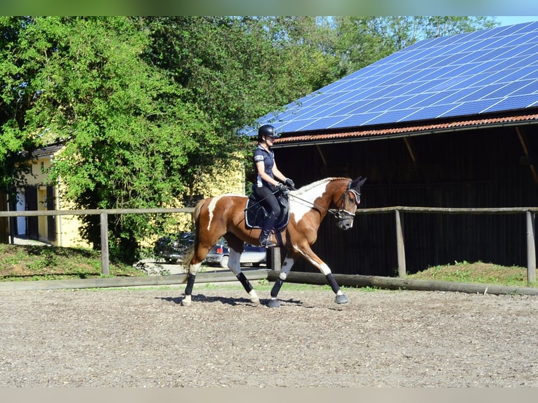 Weitere Warmblüter Wallach 3 Jahre 165 cm Schecke in Wellheim