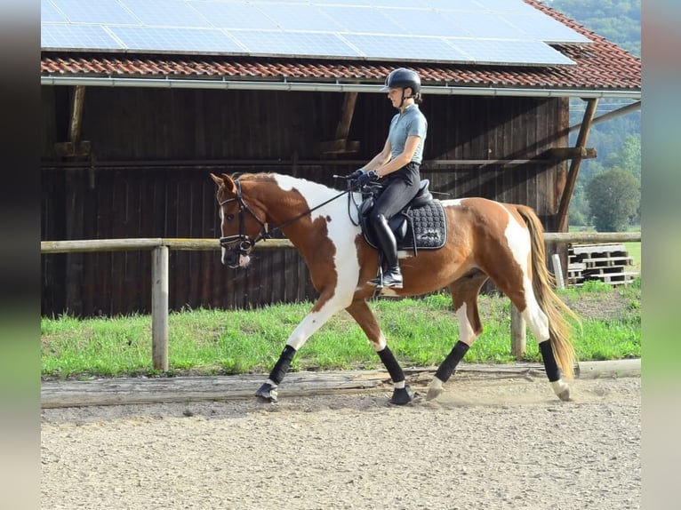 Weitere Warmblüter Wallach 3 Jahre 165 cm Schecke in Wellheim