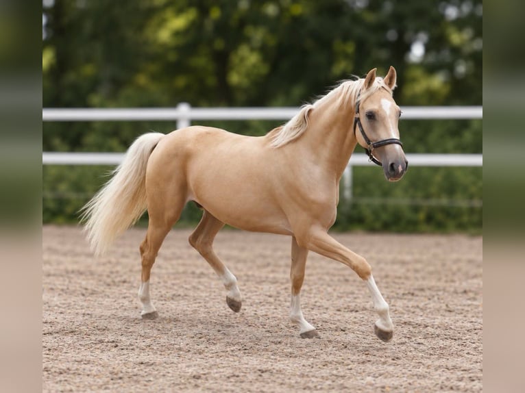 Weitere Warmblüter Wallach 3 Jahre 166 cm Palomino in Borgentreich