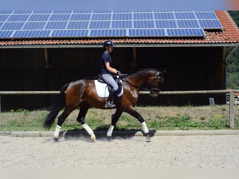Weitere Warmblüter Wallach 3 Jahre 167 cm Brauner in Wellheim