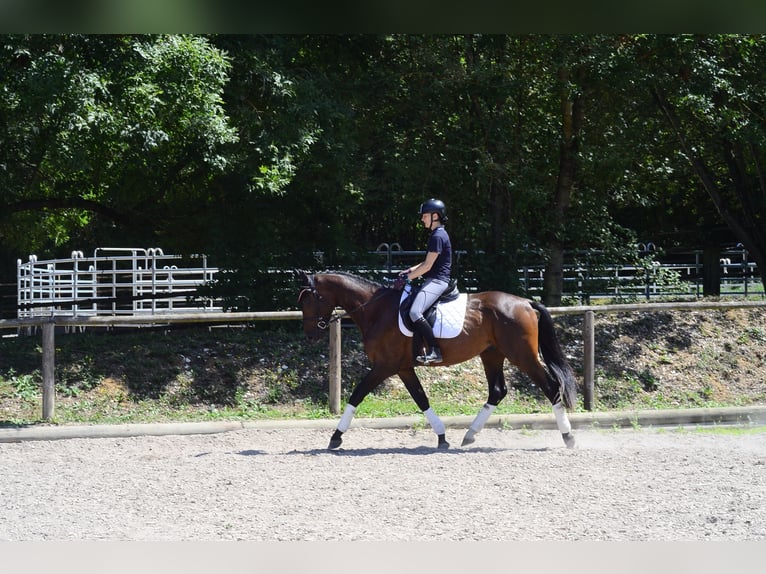 Weitere Warmblüter Wallach 3 Jahre 167 cm Brauner in Wellheim