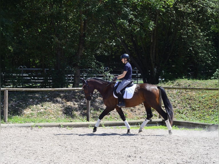 Weitere Warmblüter Wallach 3 Jahre 167 cm Brauner in Wellheim