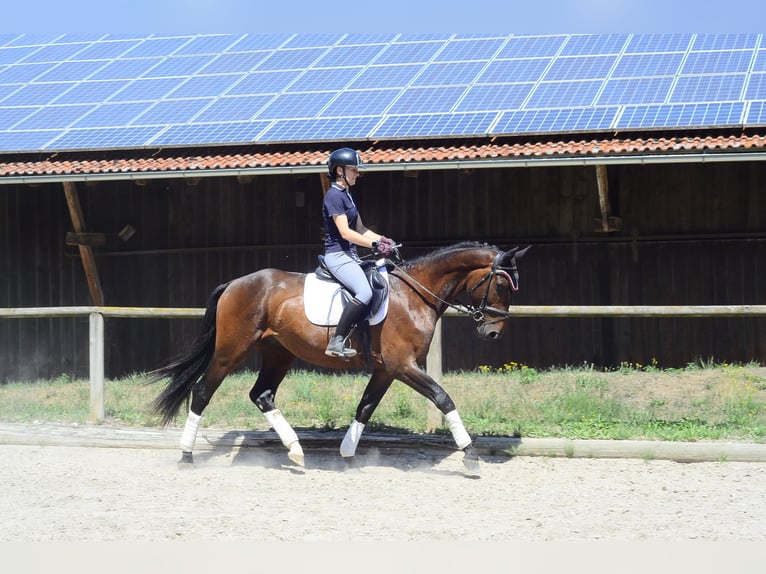 Weitere Warmblüter Wallach 3 Jahre 167 cm Brauner in Wellheim