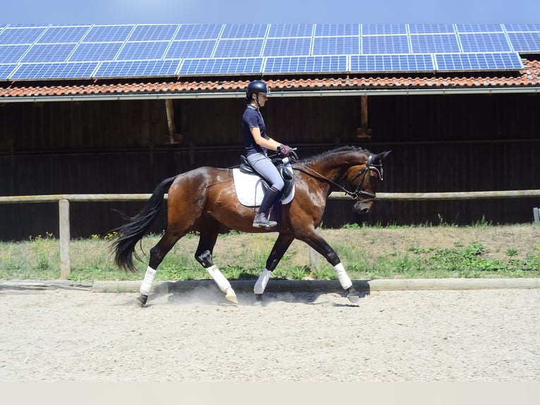 Weitere Warmblüter Wallach 3 Jahre 167 cm Brauner in Wellheim