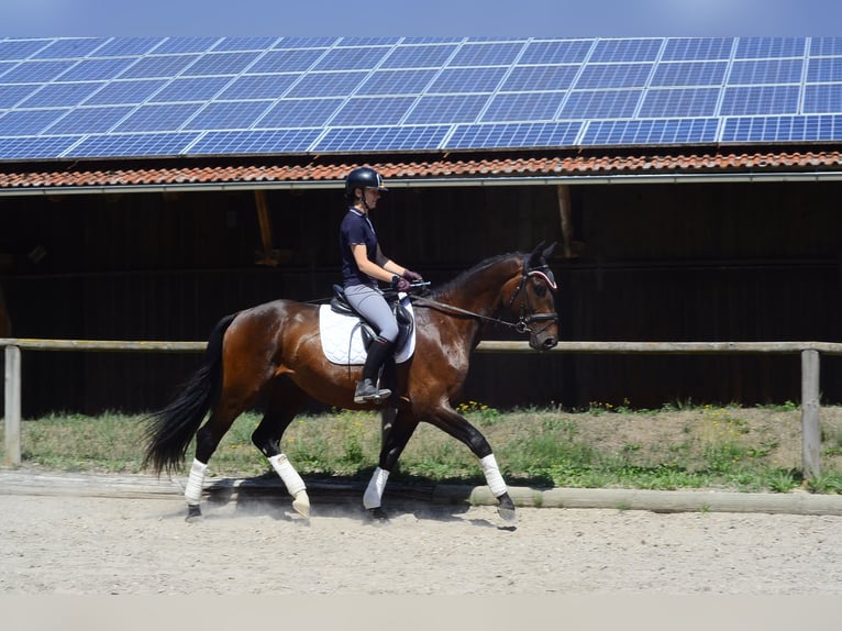 Weitere Warmblüter Wallach 3 Jahre 167 cm Brauner in Wellheim