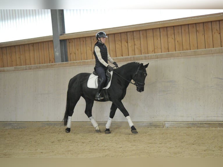 Weitere Warmblüter Wallach 3 Jahre 167 cm Rappe in Wellheim