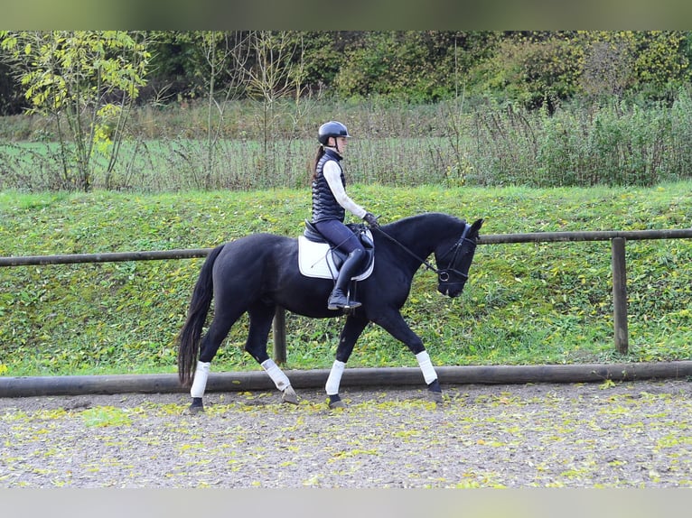 Weitere Warmblüter Wallach 3 Jahre 167 cm Rappe in Wellheim