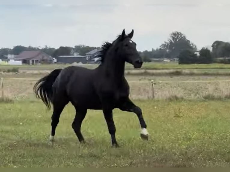 Weitere Warmblüter Wallach 3 Jahre 168 cm Rappe in Stare Gałki