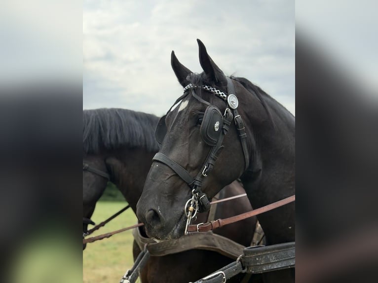 Weitere Warmblüter Wallach 3 Jahre 168 cm Rappe in Stare Gałki