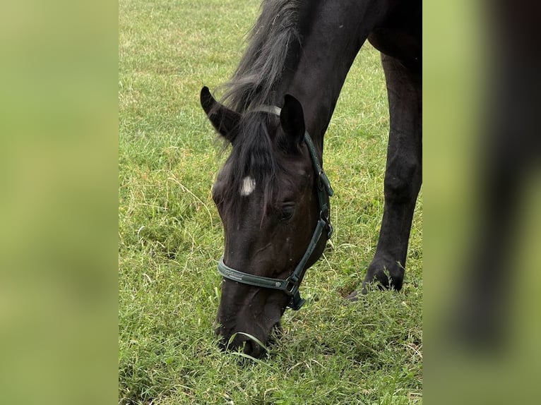 Weitere Warmblüter Wallach 3 Jahre 168 cm Rappe in Stare Gałki