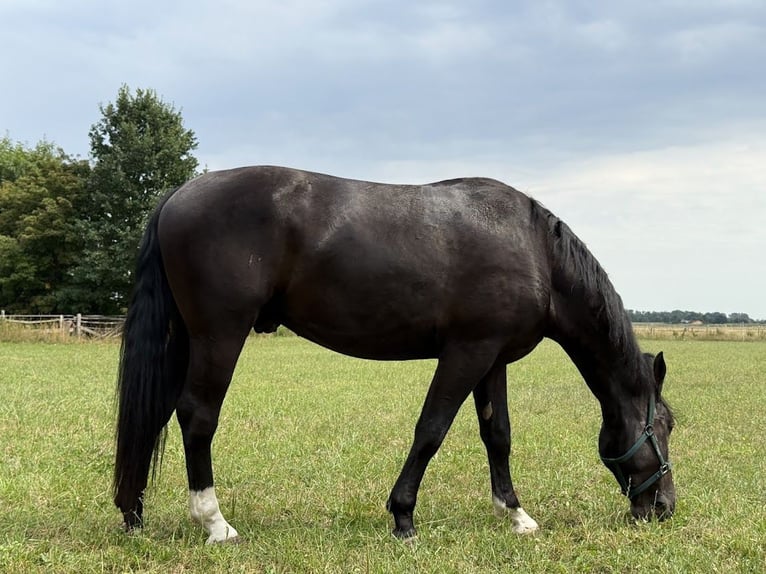 Weitere Warmblüter Wallach 3 Jahre 168 cm Rappe in Stare Gałki