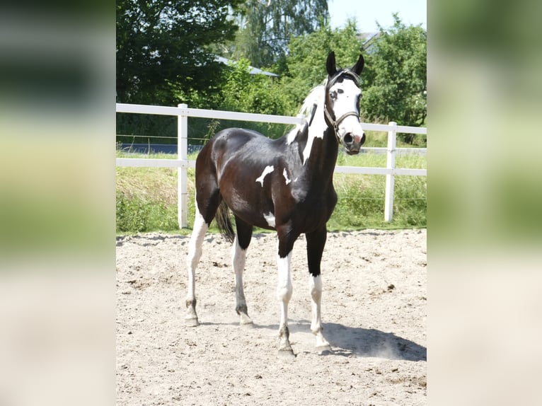 Weitere Warmblüter Wallach 3 Jahre 168 cm Schecke in Borgentreich1200