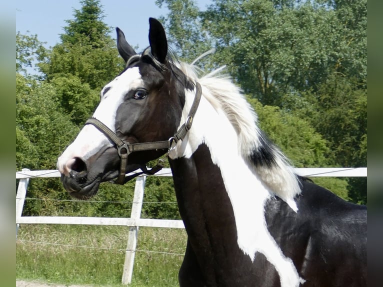 Weitere Warmblüter Wallach 3 Jahre 168 cm Schecke in Borgentreich1200