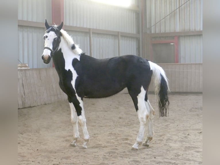 Weitere Warmblüter Wallach 3 Jahre 168 cm Schecke in Borgentreich