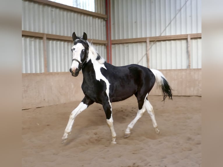 Weitere Warmblüter Wallach 3 Jahre 168 cm Schecke in Borgentreich