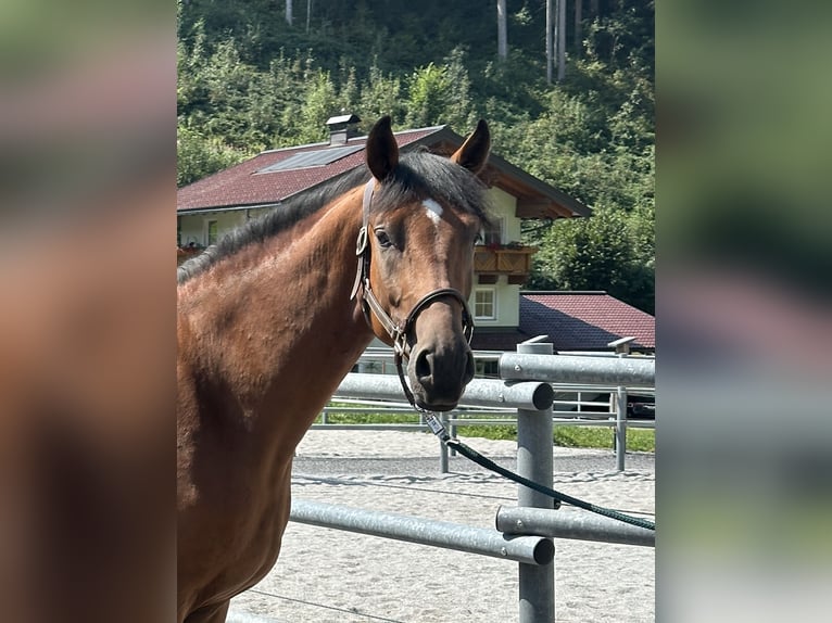 Weitere Warmblüter Wallach 3 Jahre 169 cm Brauner in Sankt Veit im Pongau