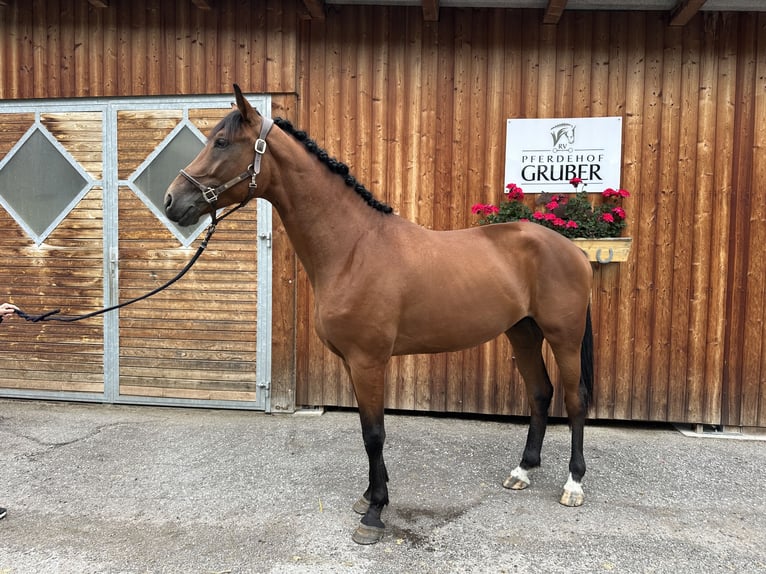 Weitere Warmblüter Wallach 3 Jahre 169 cm Brauner in Sankt Veit im Pongau