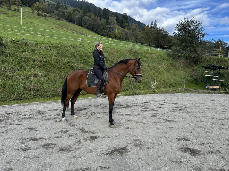 Weitere Warmblüter Wallach 3 Jahre 169 cm Brauner in Sankt Veit im Pongau