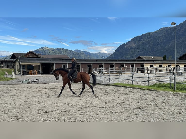 Weitere Warmblüter Wallach 3 Jahre 169 cm Brauner in Sankt Veit im Pongau