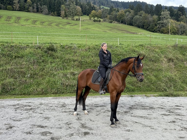 Weitere Warmblüter Wallach 3 Jahre 169 cm Brauner in Sankt Veit im Pongau