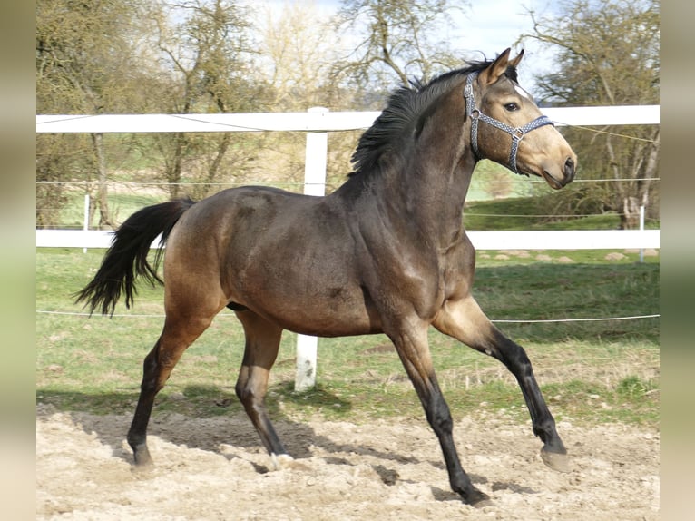 Weitere Warmblüter Wallach 3 Jahre 170 cm Buckskin in Borgentreich