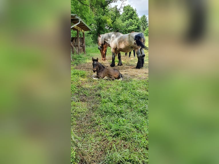 Weitere Warmblüter Mix Wallach 3 Jahre 171 cm Brauner in Hessisch Lichtenau