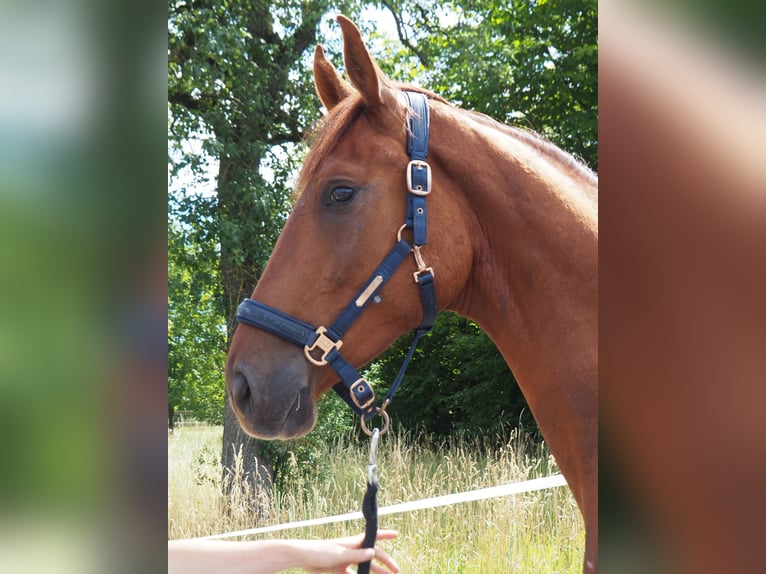 Weitere Warmblüter Wallach 3 Jahre 173 cm Fuchs in Neuhofen An Der Ybbs