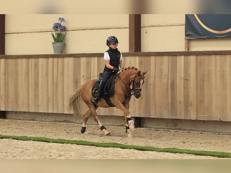 Weitere Warmblüter Wallach 4 Jahre 116 cm Fuchs in Oost West en Middelbeers