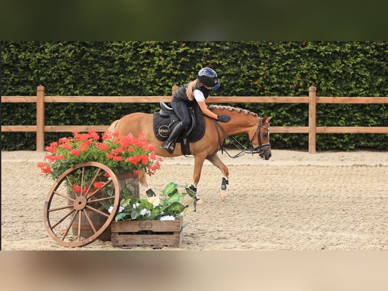 Weitere Warmblüter Wallach 4 Jahre 116 cm Fuchs in Oost West en Middelbeers