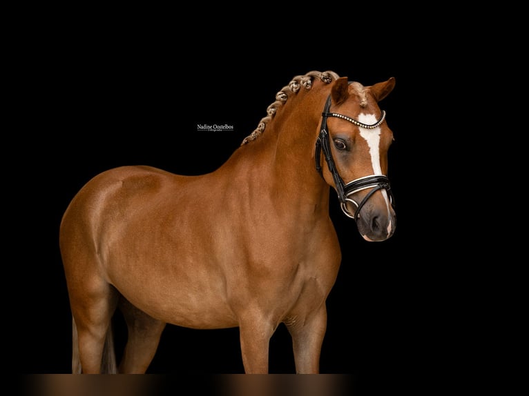 Weitere Warmblüter Wallach 4 Jahre 116 cm Fuchs in Oost West en Middelbeers