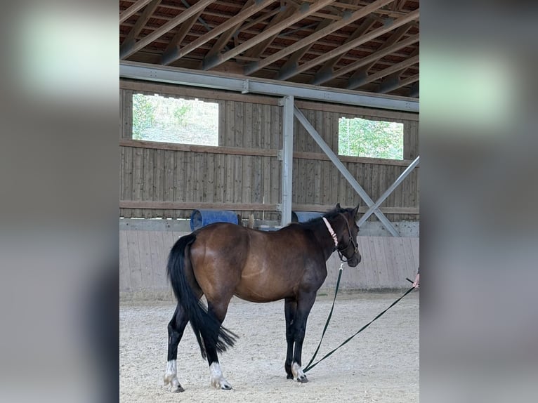 Weitere Warmblüter Wallach 4 Jahre 150 cm Brauner in Bayerbach