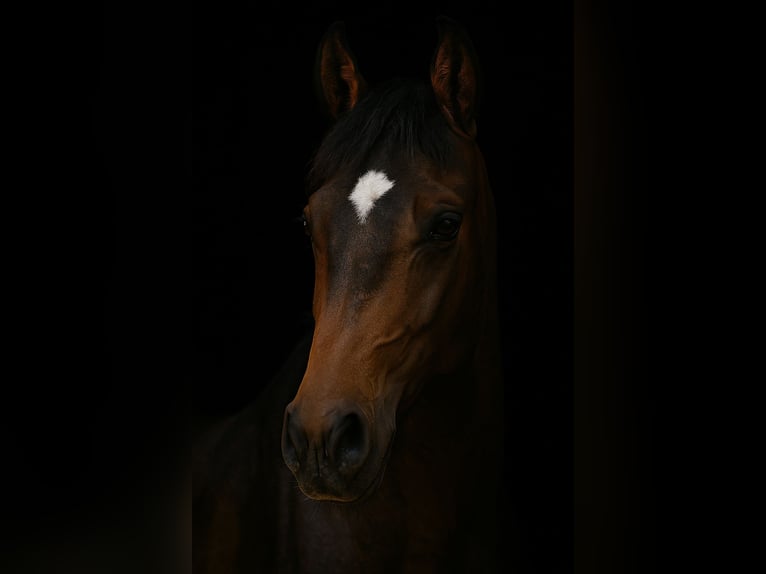 Weitere Warmblüter Wallach 4 Jahre 150 cm Brauner in Bayerbach
