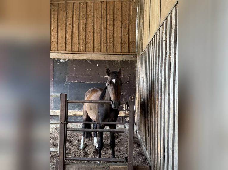 Weitere Warmblüter Wallach 4 Jahre 150 cm Brauner in Bayerbach