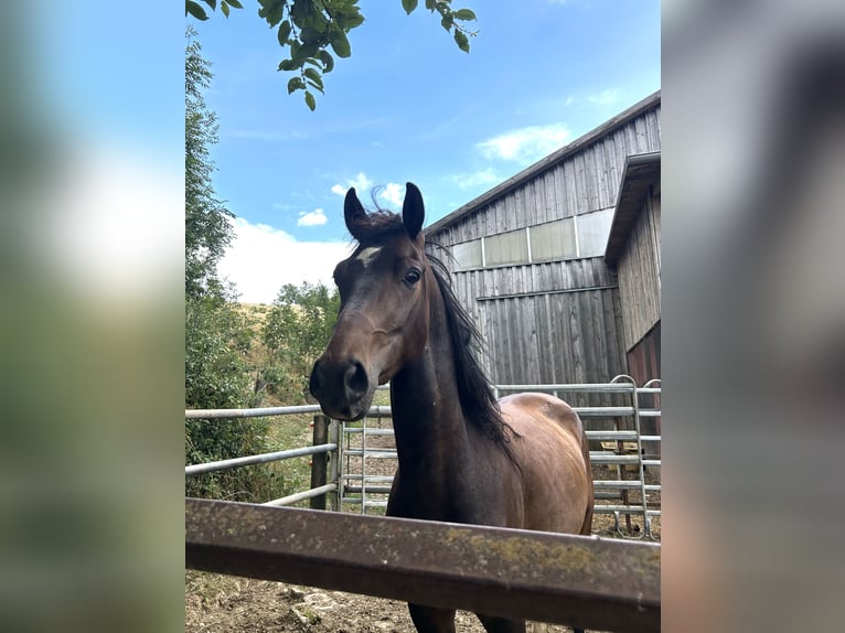 Weitere Warmblüter Wallach 4 Jahre 150 cm Brauner in Bayerbach