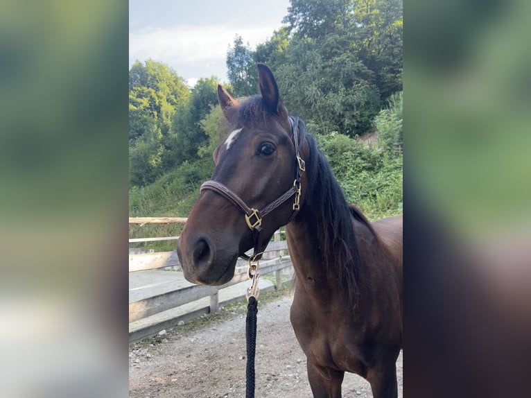 Weitere Warmblüter Wallach 4 Jahre 150 cm Brauner in Bayerbach