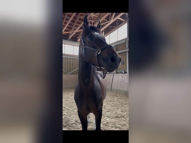 Weitere Warmblüter Wallach 4 Jahre 150 cm Brauner in Bayerbach