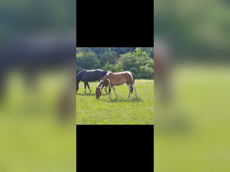 Weitere Warmblüter Mix Wallach 4 Jahre 150 cm Schecke in Markranst&#xE4;dt